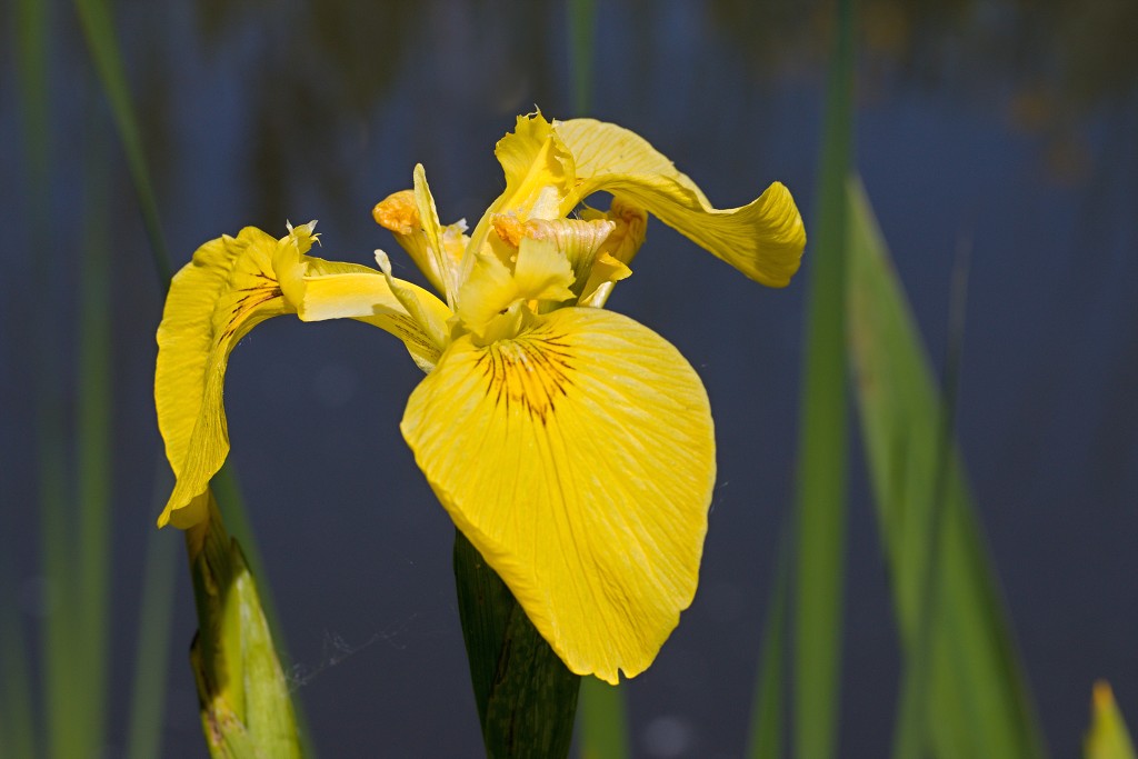 brabant biesbosch biesbos nationaal park natuurgebied natuur bevers eendenkooi rondvaart recreatie